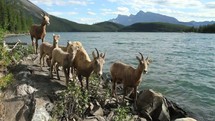 Herd of mountain sheep walking along the edge of a lake at the foot of a mountain range.