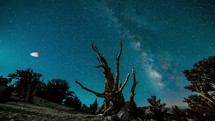 Timelapse of the Milky Way galaxy of stars moving through the night sky behind an bristlecone pine tree.