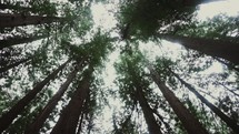looking up to the tops of trees in a forest 