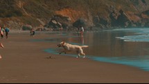 dog running in slow motion on a beach 