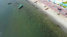 Aerial shot drone orbits to the left around flock of birds and one boat next to the beach as someone walks along the beach