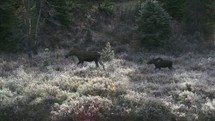 Moose and a calf walking through a field.