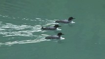 Loons swimming in a pond.
