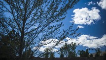 blue skies over spring trees