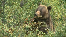 Grizzly bear eating berries.