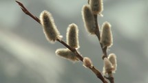pussy willows blowing in the breeze 
