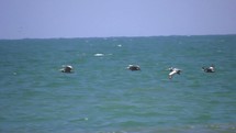 Pelicans flying over the ocean 