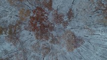 aerial view over snow on fall trees 