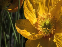 yellow poppy closeup blowing in the breeze