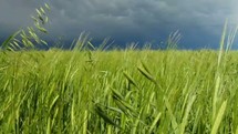 storm clouds over a field of wheat 