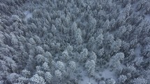 aerial view over snow covered forest 