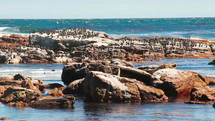birds gathered on rocks on a shore 