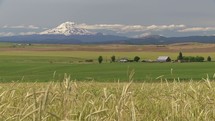 Mount Adams and wheat field 