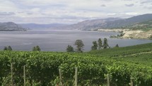 Vineyard above Lake Okanagan.