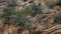 big horn sheep on Zion National Park cliff 