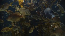 Fish swimming around seaweed in the ocean