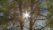 Sun shining through the trees.