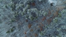 dusting of snow on a forest 