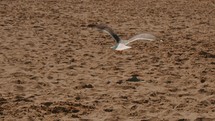 Seagull flying in the sand at the beach.
