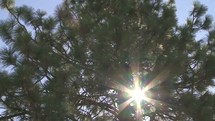 Sun shining through a ponderosa pine tree.