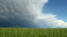 Storm cloud moving in over a grassy field.