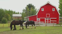 clydesdales in front of a red barn 