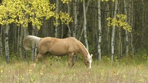 Horse grazing in a field with trees.