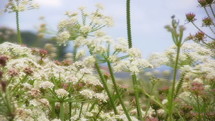 Queen Anne's Lace flowers blowing in the wind.