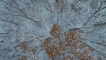 aerial view over a fall forest covered in trees 
