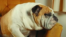 English bulldog resting his head on an orange chair 