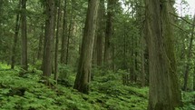 Giant cedar trees in a forest with ferns.