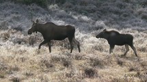 Moose and a calf walking through a field.