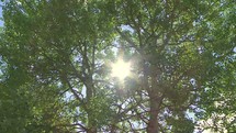 Timelapse of sun shining through the trees.