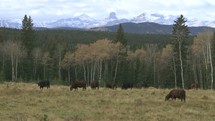 grazing cattle on the range 