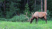 Bull elk grazing on grass by forest trees.
