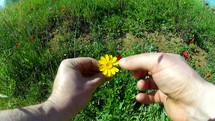 a person pulling the petals off of a yellow flower