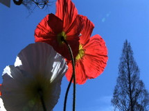 red and white poppies blowing in the breeze 