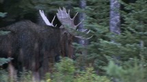 moose walking through a forest 