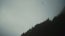 birds flying over a mountain forest 