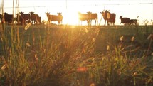 cattle on a ranch at sunset 