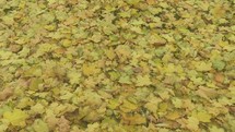 Autumn leaves blowing on the ground.