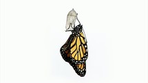 Time lapse of a monarch butterfly emerging from its chrysalis on a white background. 