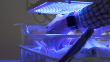 Jaundice newborn under UV blue light in hospital-Father adjusting baby under blue light