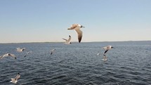 Seagulls flying over the ocean.