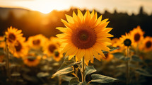 Sunflower in field at sunset 