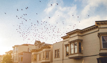 Birds flying over houses