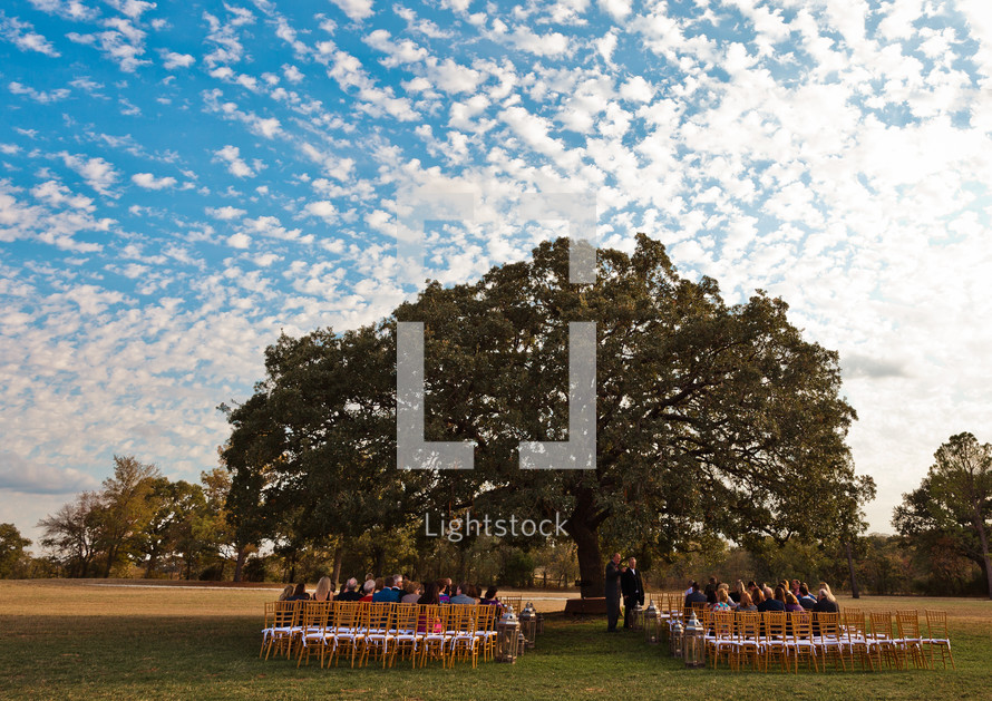 Wedding party under a large tree