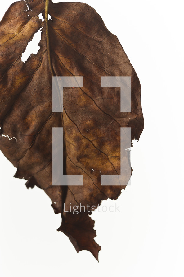 torn dead leaf