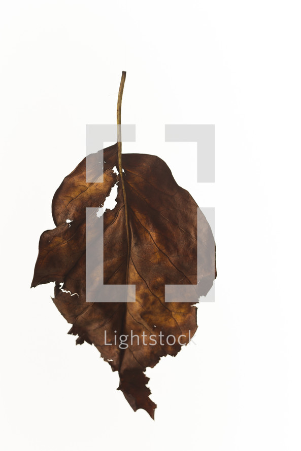 brown, ragged leaf - fall