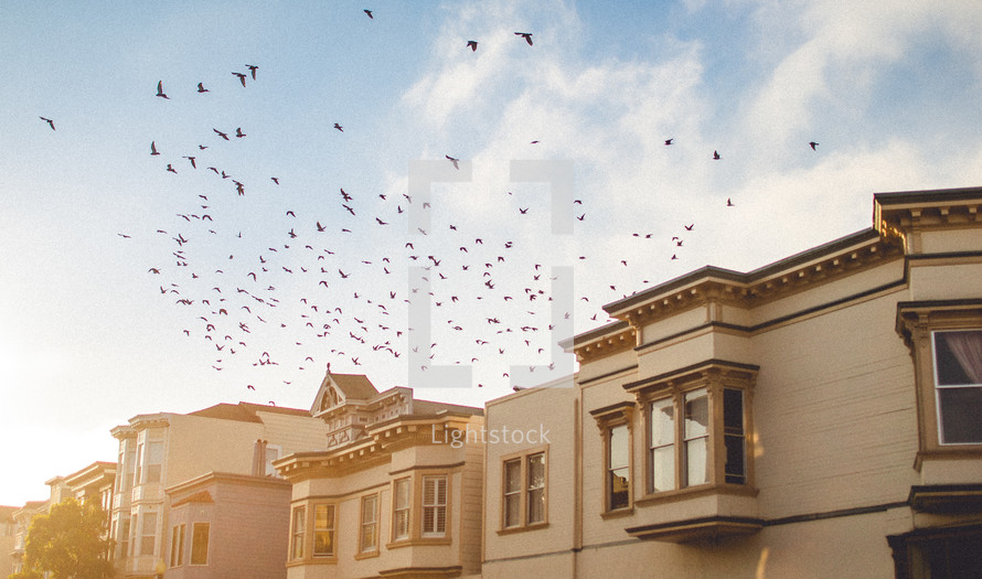 Birds flying over houses